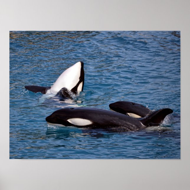 Three killer whales poster (Front)