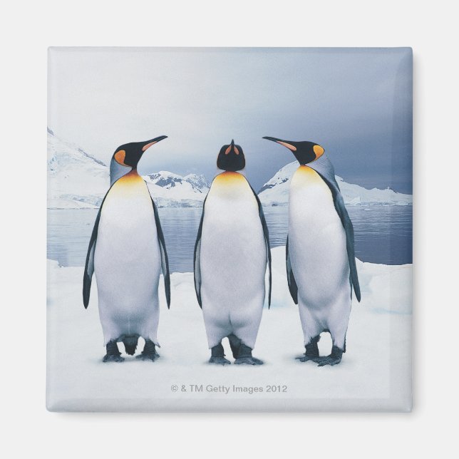 Three King Penguins Magnet (Front)