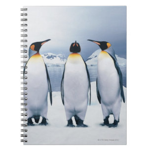 Three King Penguins Notebook