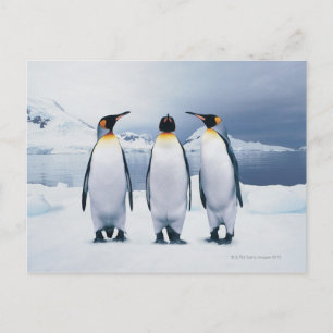 Three King Penguins Postcard