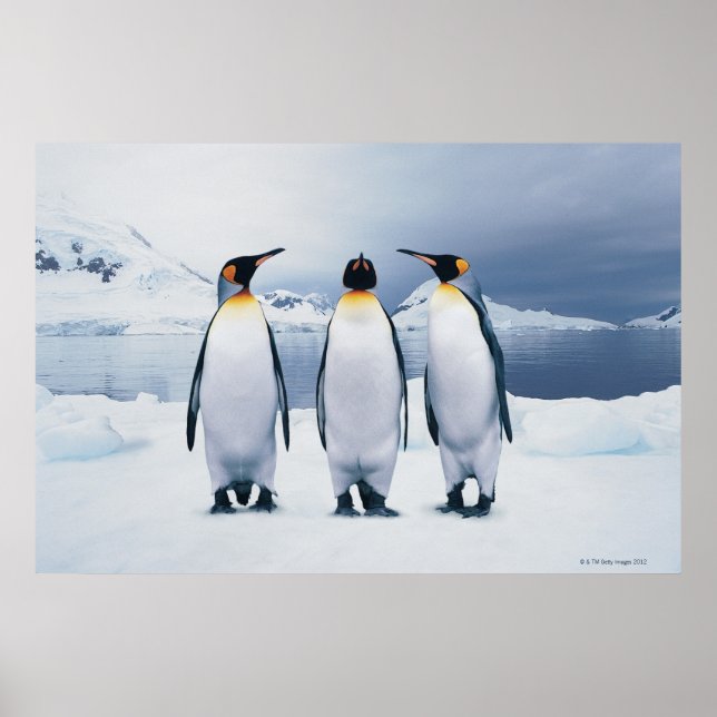 Three King Penguins Poster (Front)