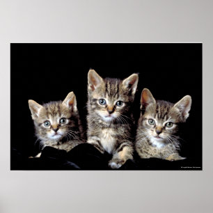Three Kittens from Junglewalk.com Poster