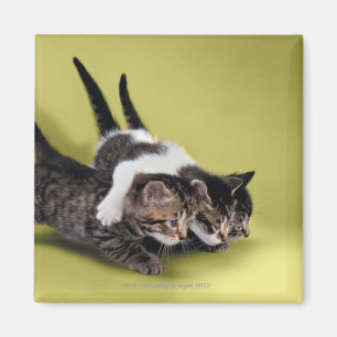Three kittens hugging each other magnet