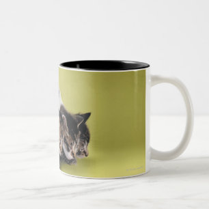 Three kittens hugging each other Two-Tone coffee mug
