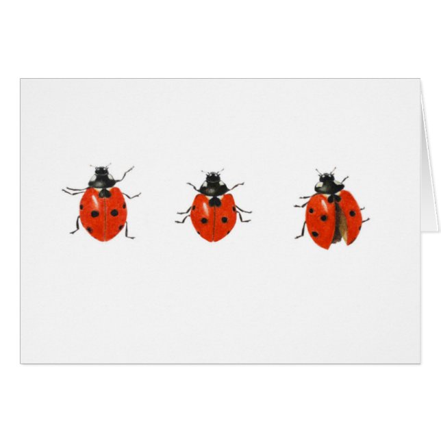 Three ladybirds 2013 (Front Horizontal)