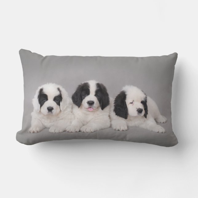 Three Landseer puppies Lumbar Cushion (Front)