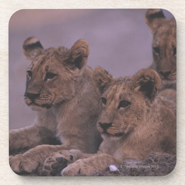 Three Lion Cubs Coaster (Front)