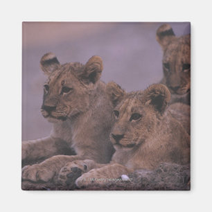 Three Lion Cubs Magnet
