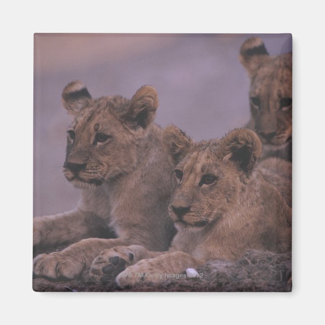 Three Lion Cubs Magnet (Front)