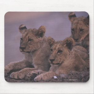 Three Lion Cubs Mouse Pad