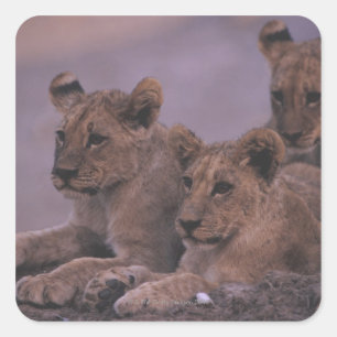Three Lion Cubs Square Sticker
