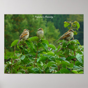 Three little birds friends Poster