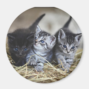 Three Little Kittens Magnet