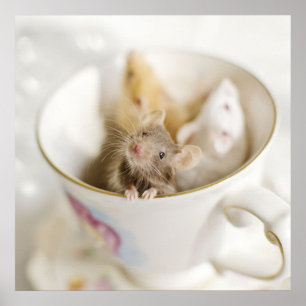 Three Little Mice Poster