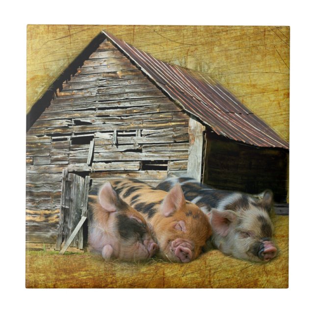 Three Little Pigs At The Rustic Barn Snoozing Ceramic Tile (Front)