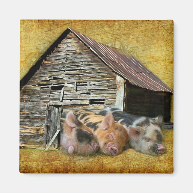 Three Little Pigs At The Rustic Barn Snoozing Magnet (Front)