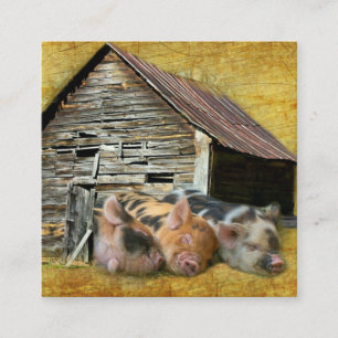 Three Little Pigs At The Rustic Barn Snoozing Square Business Card