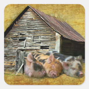 Three Little Pigs At The Rustic Barn Snoozing Square Sticker