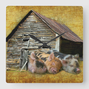 Three Little Pigs At The Rustic Barn Snoozing Square Wall Clock