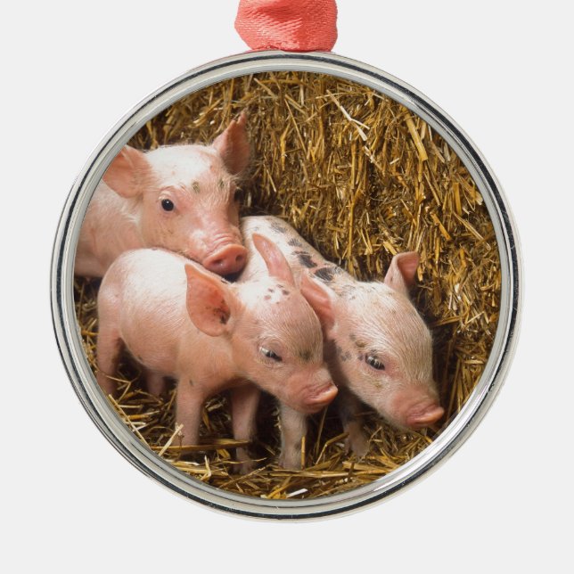 Three Little Pigs Metal Ornament (Front)