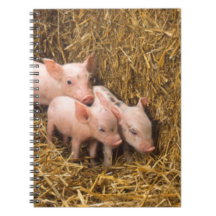 Three Little Pigs Notebook