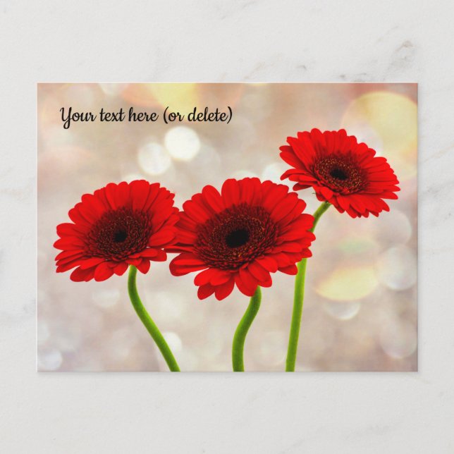 Three Little Red Gerberas Postcard (Front)