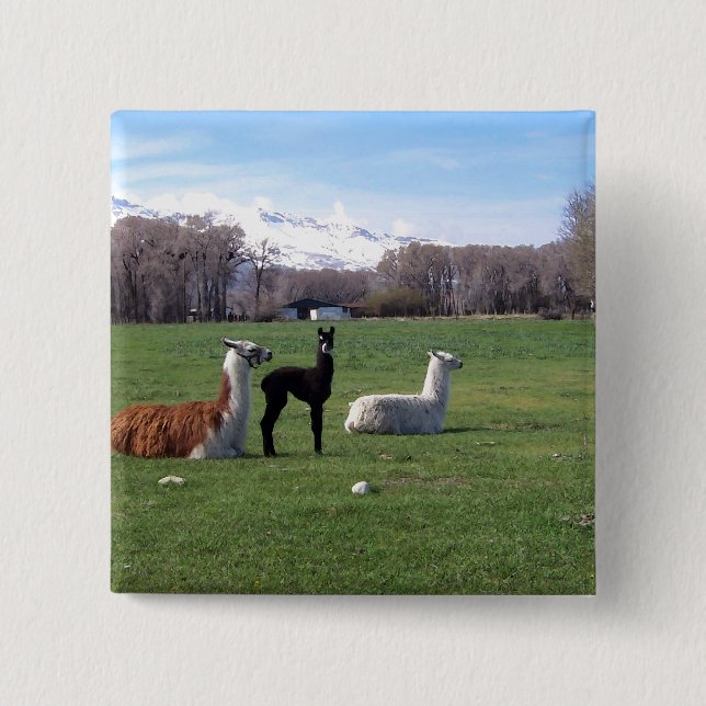 Three Llamas In Field 15 Cm Square Badge (Front)