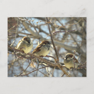 Three Male House Sparrows in January Just Chillin Postcard