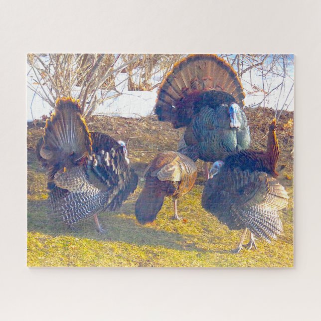Three Male Turkeys in Heat and a Lady Photo Jigsaw Puzzle (Horizontal)