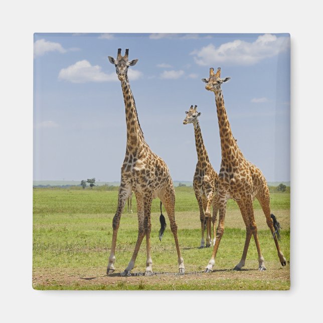 three Masai giraffes, Giraffa camelopardalis Magnet (Front)