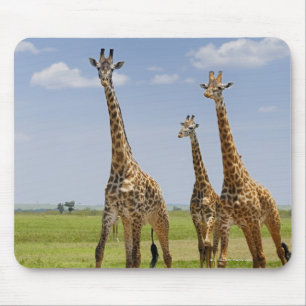 three Masai giraffes, Giraffa camelopardalis Mouse Pad