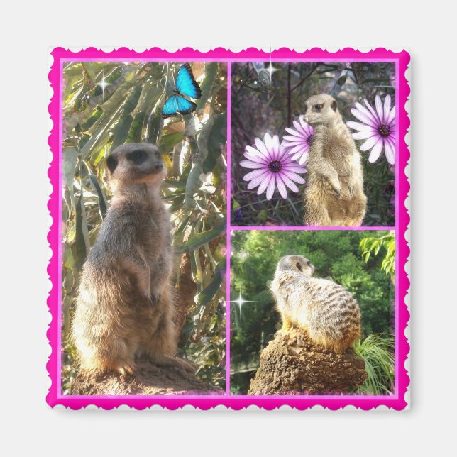 Three Meerkat Photo Collage, Fridge Magnet (Front)