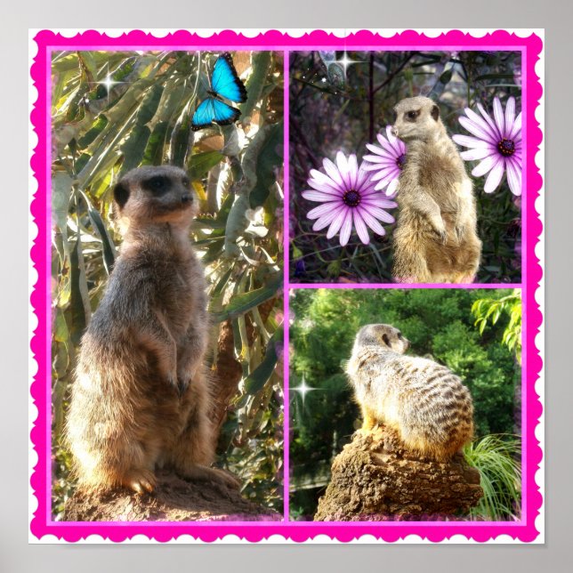 Three Meerkat Photo Collage, Poster (Front)
