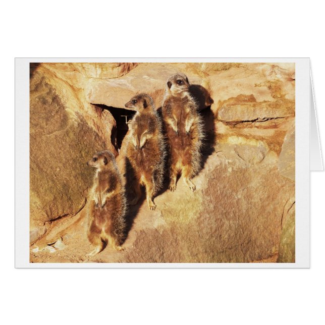 Three meerkats (Front Horizontal)