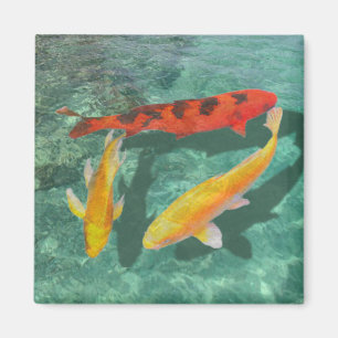 Three Mixed Koi in a Pool Magnet