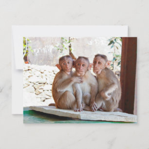 Three Monkeys Together Wildlife Postcard