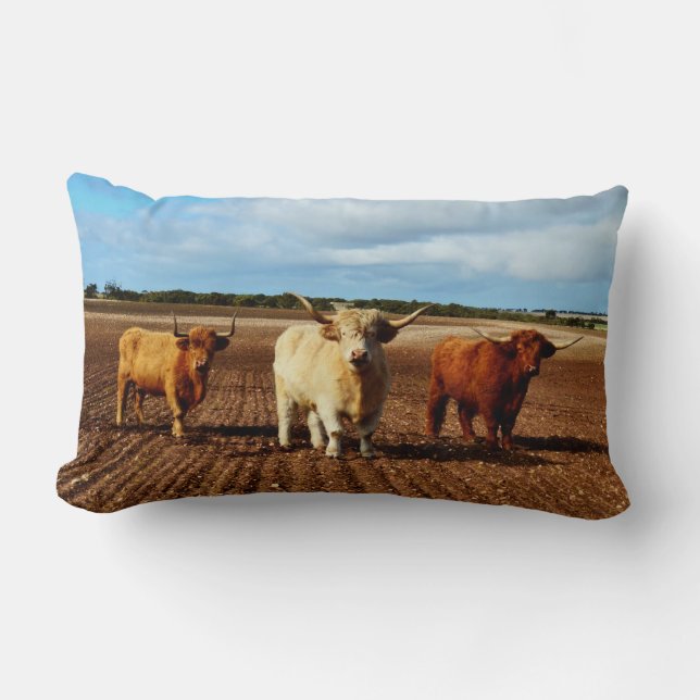 Three Naughty Highland Cows, Lumbar Cushion (Front)