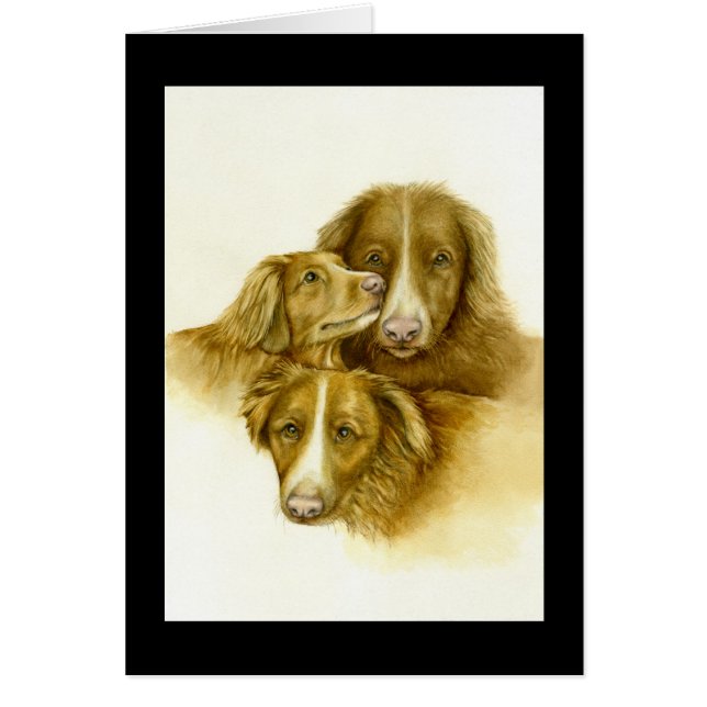 Three Nova Scotia Duck Tolle Retrievers card (Front)