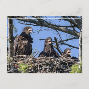 Three Of A Kind Postcard