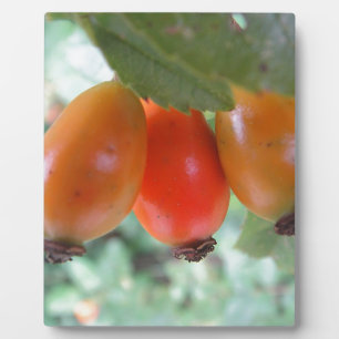 Three orange hairs plaque