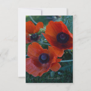 Three Orange Oriental Poppies Card