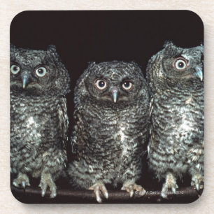 three owls coaster