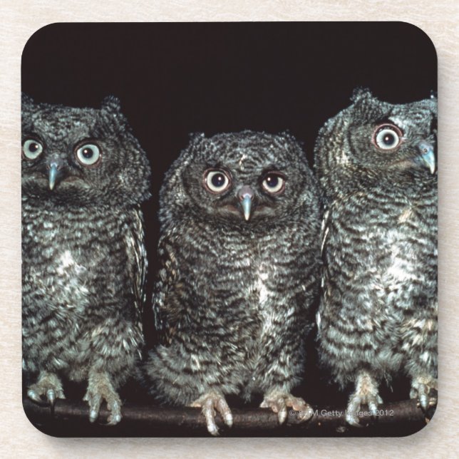 three owls coaster (Front)