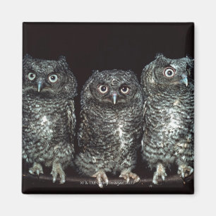 three owls magnet