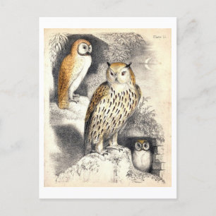Three Owls Night Illustration Postcard