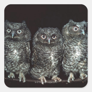 three owls square sticker