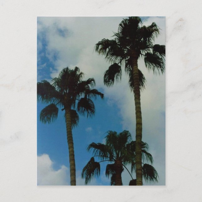 Three Palms Postcard (Front)