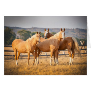 Three Palomino Ponies