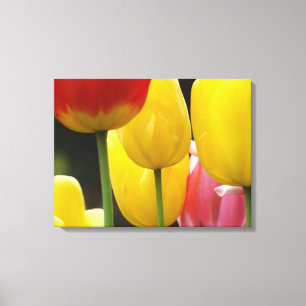 Three Panel Canvas prints Photography Tulips