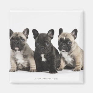 Three Pedigree Puppies Magnet